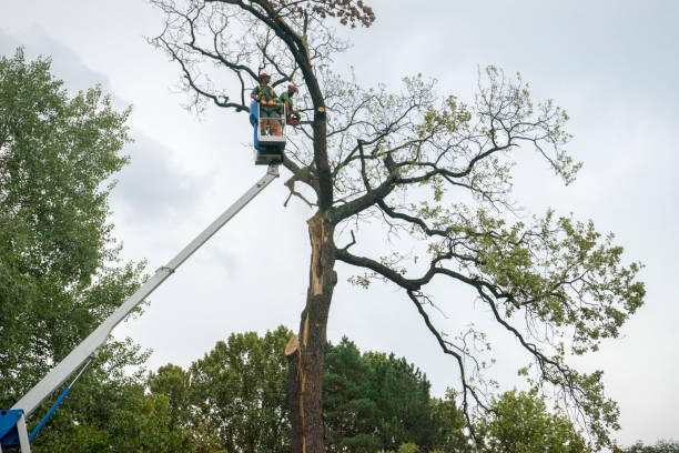 How Our Tree Care Process Works  in  Purdy, MO